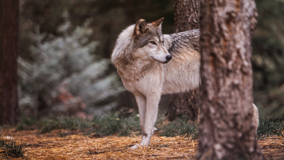 Image of a timber wolf peering out from behind a pine tree.